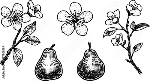 Vintage pear blossom and fruit botanical sketch set for design