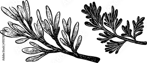 Vintage pine, spruce, and cedar branch collection — hand drawn botanical design for posters and labels