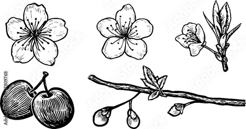Vintage plum blossoms and fruit branch sketch for botanical designs