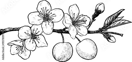 Vintage hand drawn set of plum blossoms and fruit branch for retro design and decoration