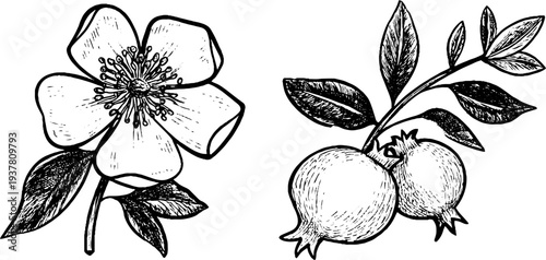 Vintage botanical illustration of pomegranate flower and fruit with branch for retro design