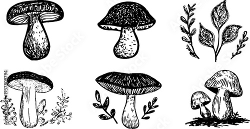 Vintage sketch of porcini, brown birch bolete, and aspen bole mushrooms set for design and print