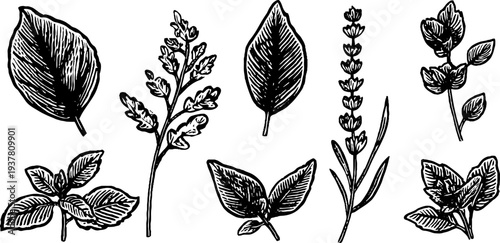 Vintage herb collection: sage, lavender, and mint leaves sketch for botanical design