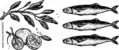 Vintage sardine fish and olive branch with lemon wedge sketch for culinary art design