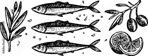 Vintage sardine fish with olive branch and lemon wedge sketch for culinary design