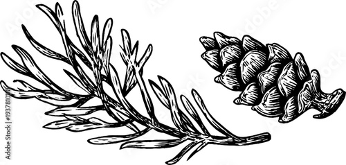 Vintage sketch of spruce branch with cone and needles for nature design