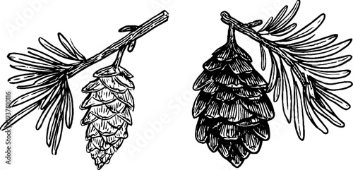 Vintage spruce branch and cone sketch - nature design for botanical art