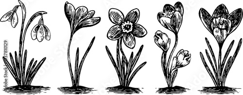 Vintage botanical illustration of snowdrop, crocus, and narcissus flowers for floral design