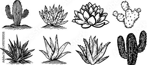 Vintage succulent and cactus plant collection sketch for retro design