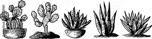 Vintage succulent and cactus plant sketch with aloe leaves for retro design