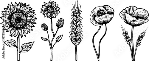 Vintage floral set of sunflower, wheat ear, and poppy flowers for retro design