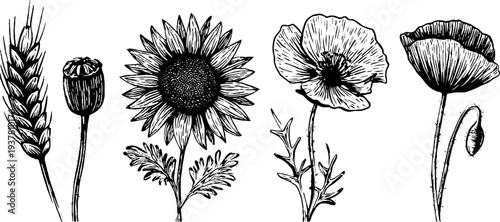 Vintage sketch of sunflower bloom, wheat ear, and poppy flower for botanical design