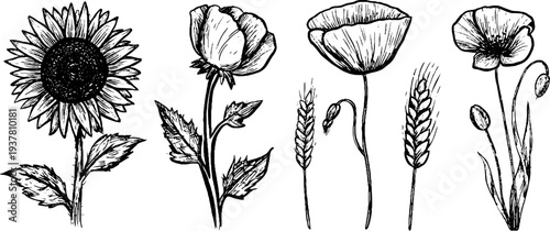 Vintage hand drawn set of sunflower, wheat, and poppy flowers for retro design