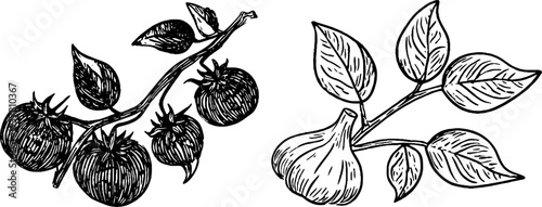 Vintage sketch of tomato vine and basil with garlic bulb for culinary design