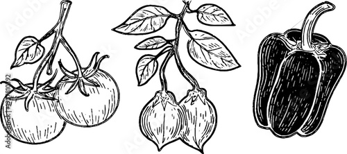 Vintage botanical sketch of tomato vine, eggplant, and sweet pepper for design