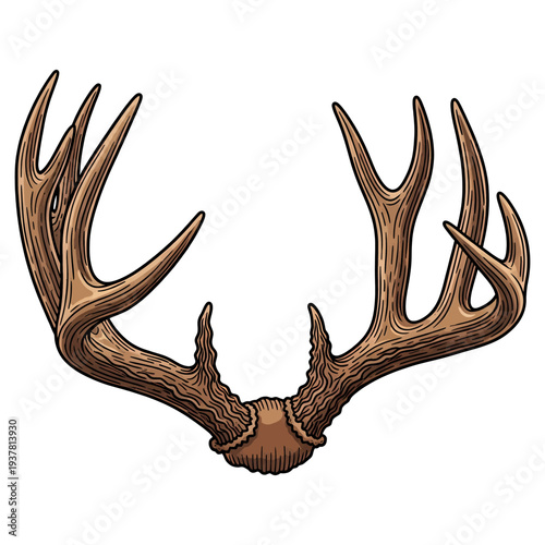 Hand drawn vintage deer antlers illustration isolated on white background for hunting and outdoors