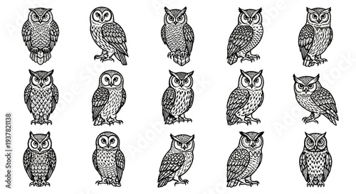 Collection of various owl illustrations in different poses and expressions on white background