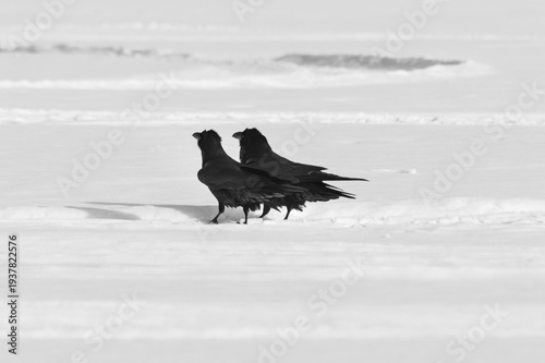 Two black Crow on the snow in the winter. Russia. Siberia.