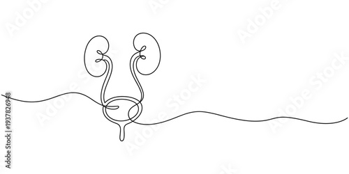 human urinary system bladder continuous one line drawing, bladder drawn with one line human organ. Continuous line drawing anatomical art.