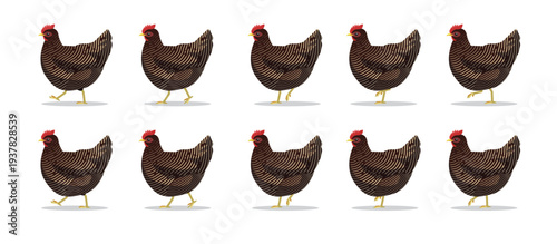 Marans Chicken Animal Animation Sequence Cartoon Vector