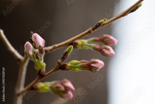 Close-up of cherry blossom buds ready to bloom in early spring.