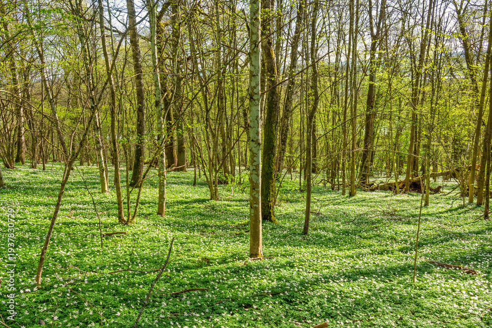 Fototapeta premium Lush green budding foliage in a deciduous forest in spring