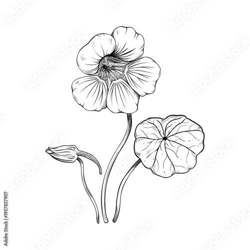 Hand drawn nasturtium flower sketch, botanical line art illustration of Tropaeolum majus with leaf and bud, vintage floral vector element isolated on white. For logo, invitation, packaging design.