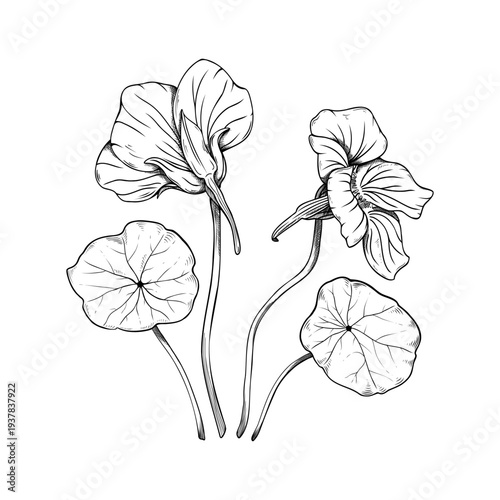 Vintage nasturtium flower composition, botanical sketch of Tropaeolum majus blossoms and leaves, hand-drawn floral line art illustration, elegant vector garden elements isolated on white.