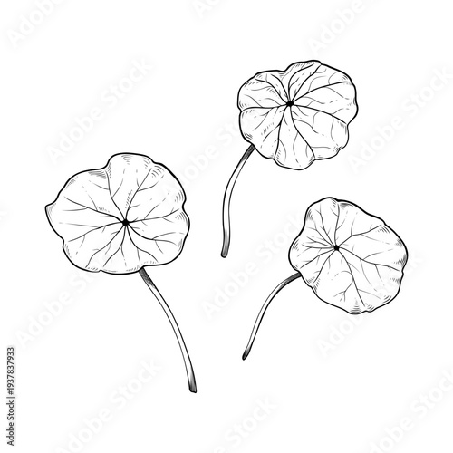 Hand-drawn nasturtium leaves sketch, botanical line art illustration of Tropaeolum majus foliage, vintage garden plant vector elements isolated on white. For logo, invitation, packaging design.