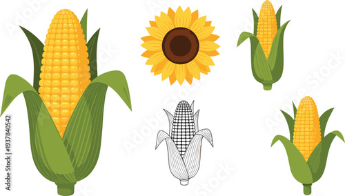 Corn and Sunflower Vector Illustration Set Featuring Whole Corn Cobs, Maize Plant, Sunflower Bloom, and Outline Corn for Agriculture and Organic Food Design.