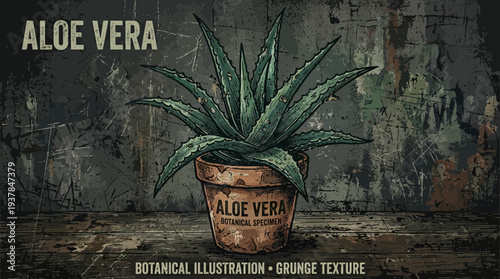 Aloe Vera Plant in Pot, Botanical Illustration, Grunge Texture