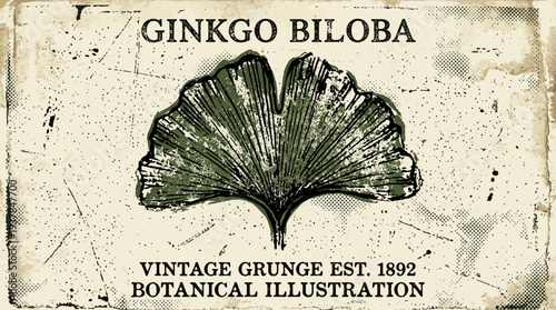 Ginkgo Biloba leaf, vintage botanical illustration, grunge texture