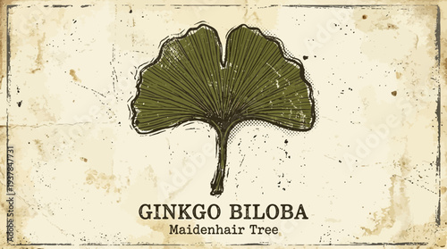 Ginkgo Biloba Leaf Illustration, Maidenhair Tree, Vintage Style