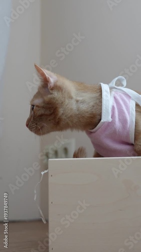 cute ginger kitten in a pink recovery vest looking around while sitting in a wooden box indoors
