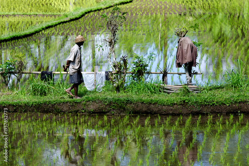 man in a rice paddy in Bali