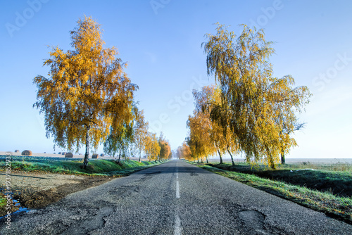 roads lined with birch trees