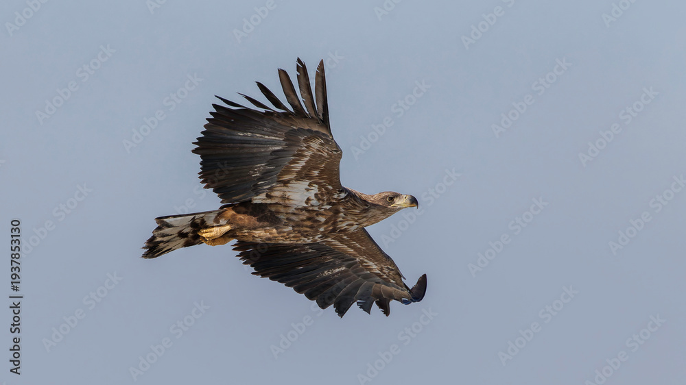 Fototapeta premium White-tailed eagle in China