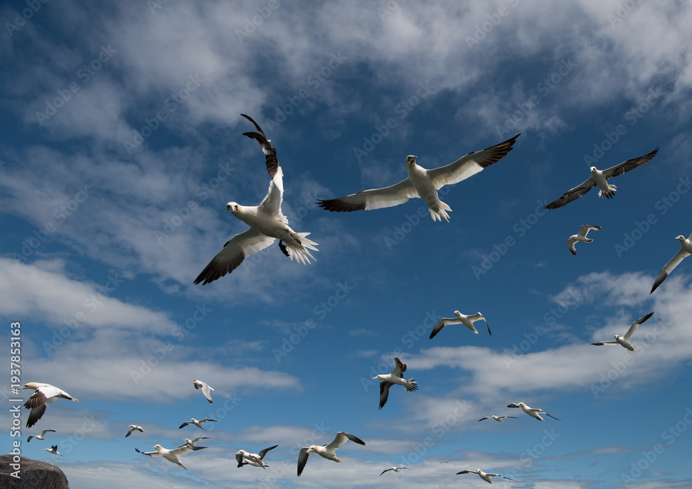 Fototapeta premium A flock of gannets soar through a blue sky with scattered clouds. These seabirds are known for their spectacular diving techniques when hunting for fish.