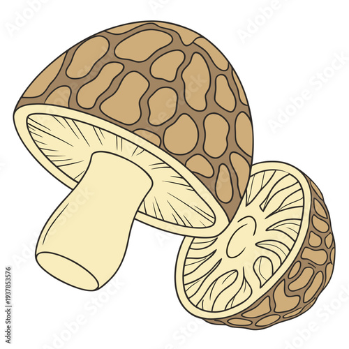 Vector illustration of Line Art Drawing of Two Morel Mushrooms, One Sliced