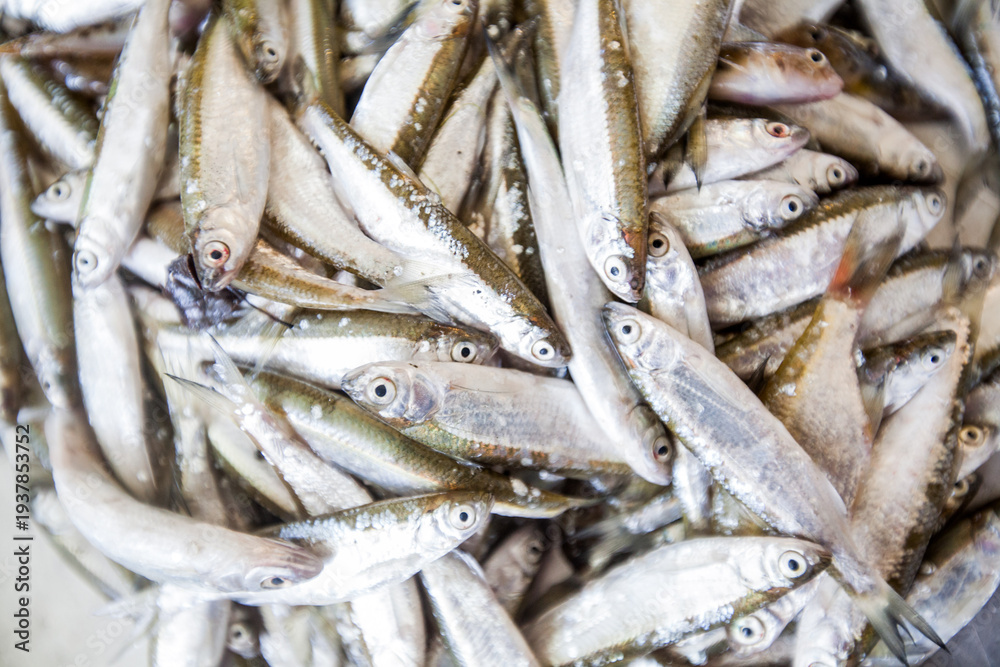Fototapeta premium Detail of fresh silver fish at a traditional Mediterranean market