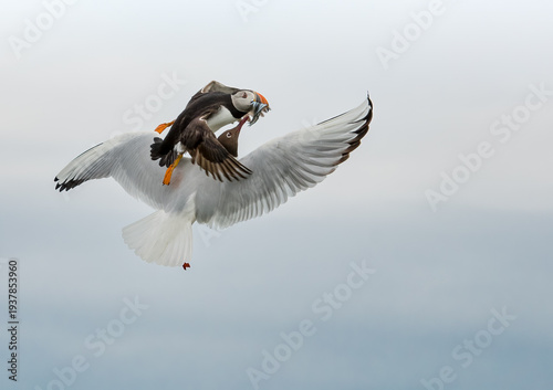 Tableau sur toile A puffin carrying fish in its beak is attacked by a seagull in mid-air, a dramatic struggle for food