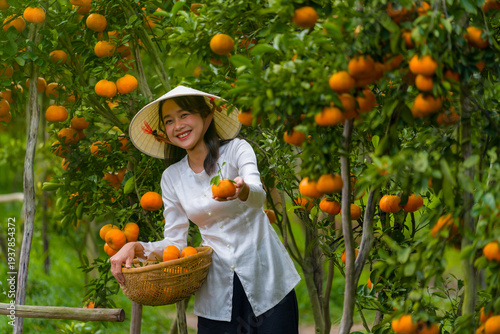 Vietnamese girl portrait in ripe tangerine garden wearing conical hat