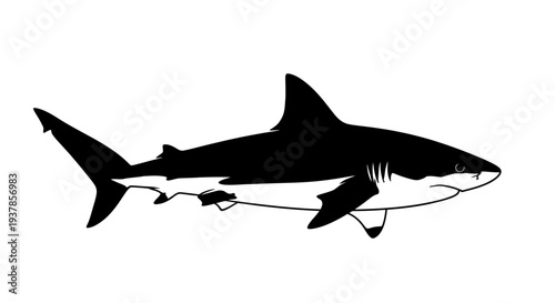 Black Shark Silhouette Swimming Deep.