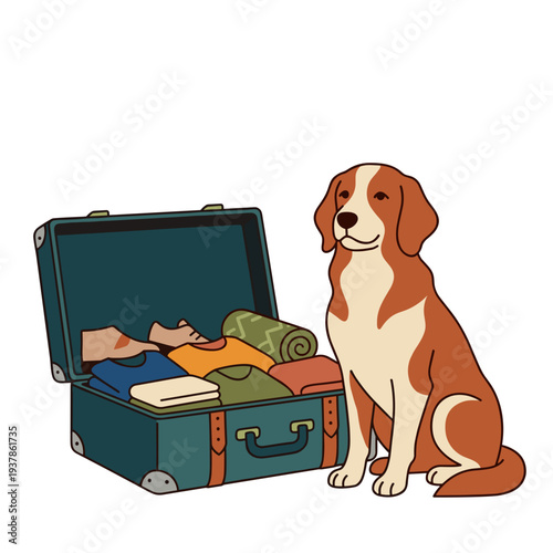 Loyal brown white dog sitting next to open suitcase filled with folded clothes and blanket on white background, concept of travel preparation and separation anxiety