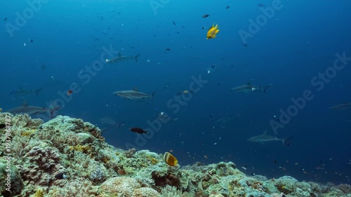 Wallpaper Mural Huge numbers of sharks swim along reef with individuals being cleaned by small fish Torontodigital.ca