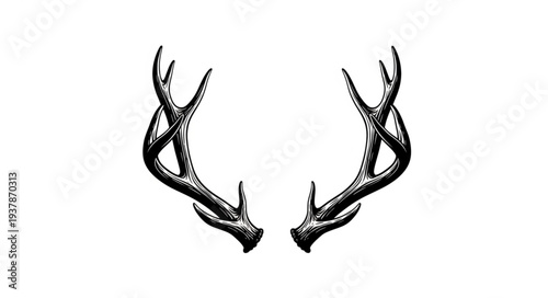 Intricate illustration of symmetrical deer antlers, a symbol of natures elegance and strength.
