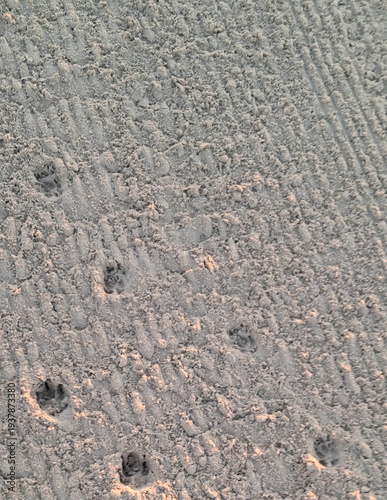 Cat, fox or small dog paw prints on sand.