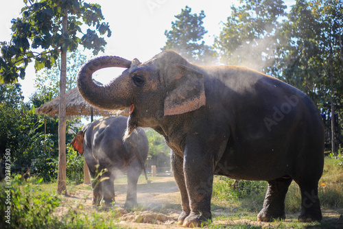 Foto A large Asian elephant raises its trunk high while dust swirls around it at an elephant sanctuary near Chiang Mai, Thailand, with a second elephant visible in the background