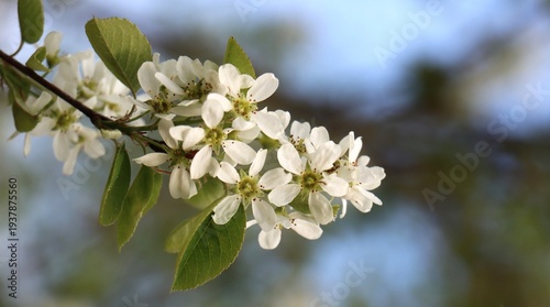 Cuadro en lienzo Branch of Amelanchier shrub blooming in spring