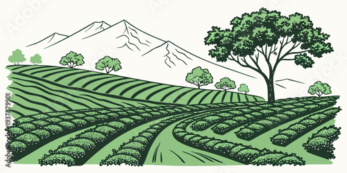 A green tea plantation with trees and bushes Vector